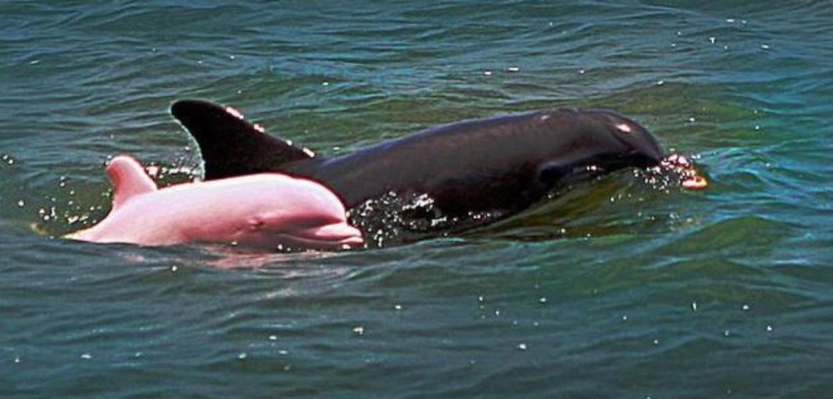 Video Aparecio Un Mitico Delfin Rosado Con Una Cria Canal 9 Televida Mendoza