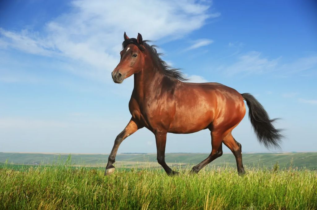 Qué significa un caballo