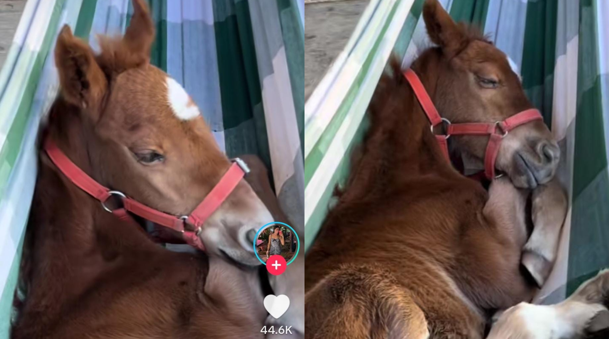 El vídeo más tierno: un caballo mendocino se volvió viral por su particular  forma de dormir - Canal 9 Televida Mendoza