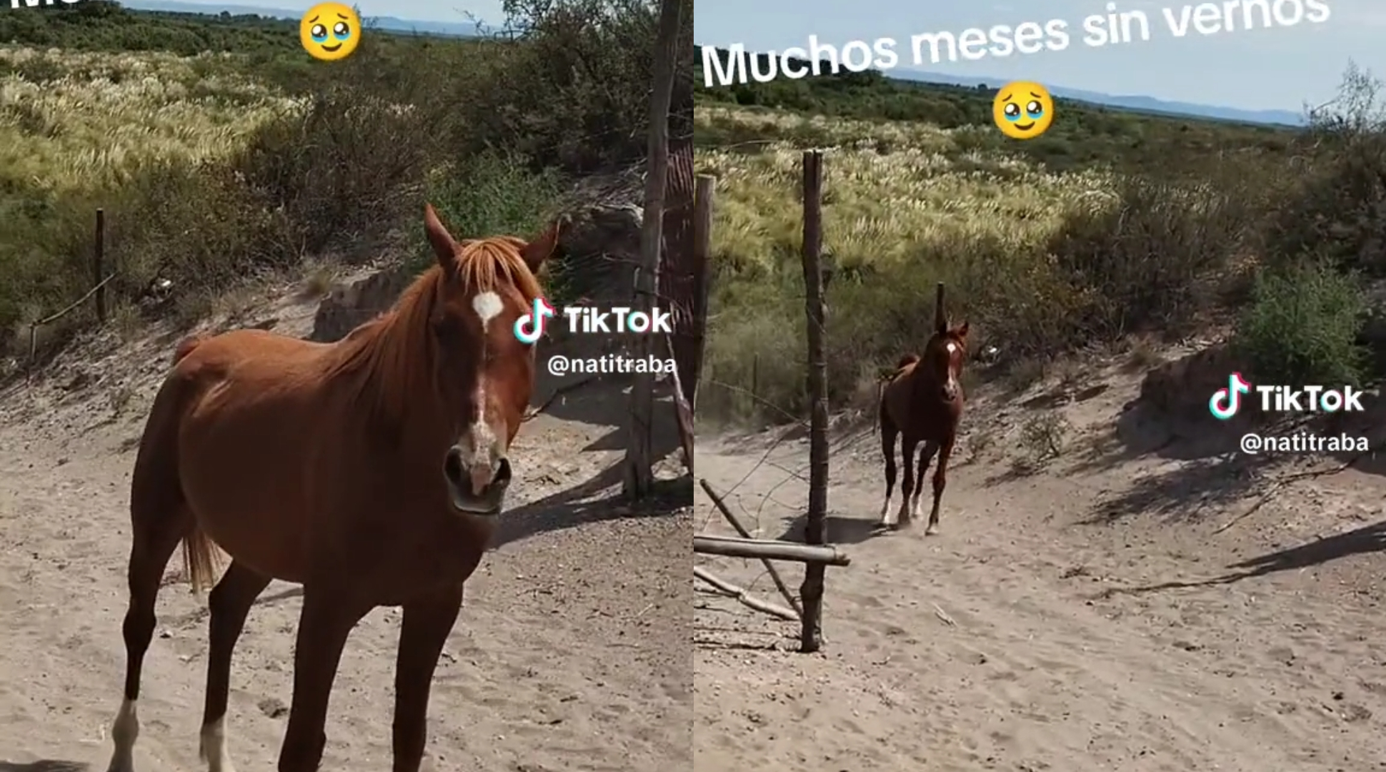 Emocionante vídeo: una mendocina llamó a su caballo que estaba en libertad  y la reconoció - Canal 9 Televida Mendoza