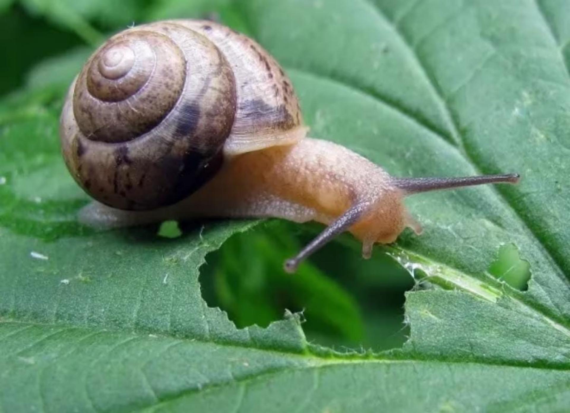 Truco casero: así podés eliminar los caracoles y babosas de tu jardín -  Canal 9 Televida Mendoza